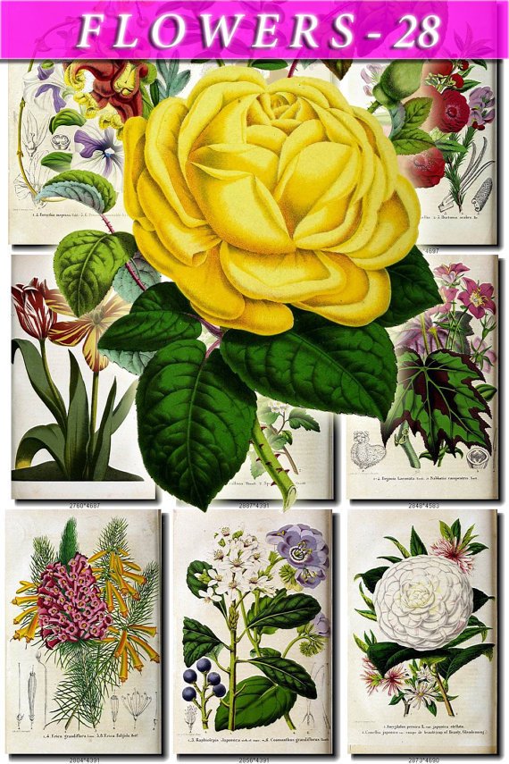 FLOWERS-28 78 vintage print
