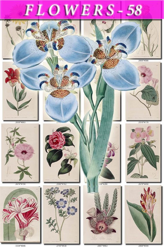 FLOWERS-58 262 vintage print