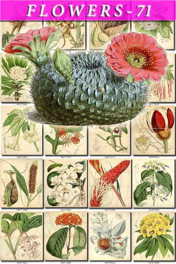 FLOWERS-71 215 vintage print