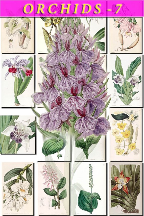 ORCHIDS-7 flowers 215 vintage print