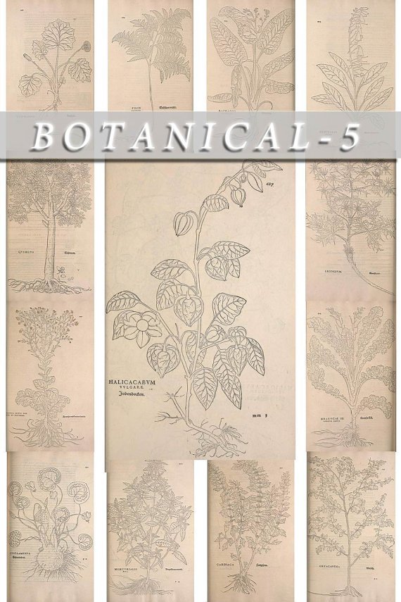 BOTANICAL-5-bw 509 black-, -white vintage print