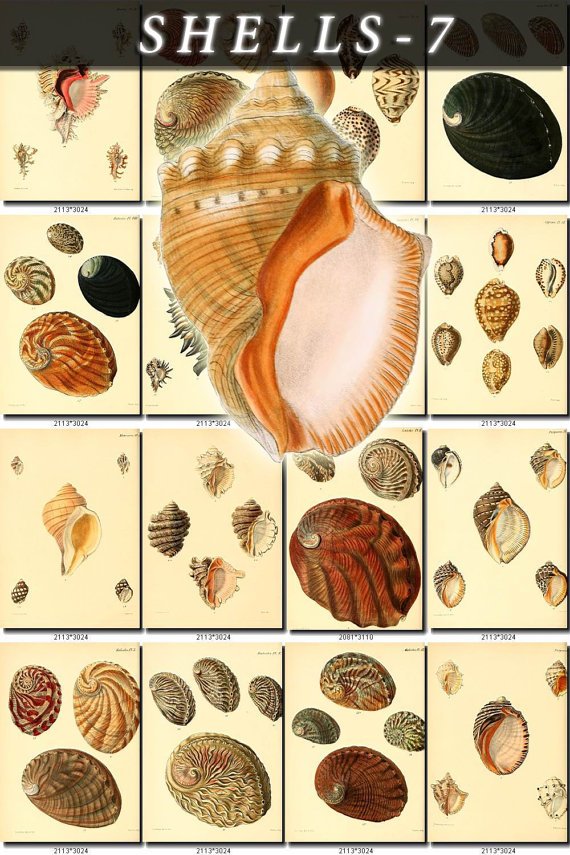 SHELLS-7 145 vintage print