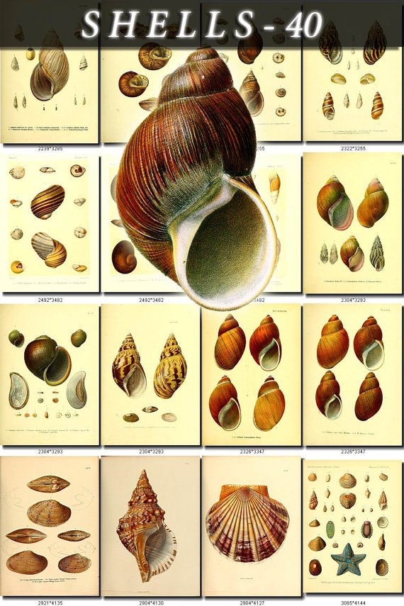 SHELLS-40 148 vintage print
