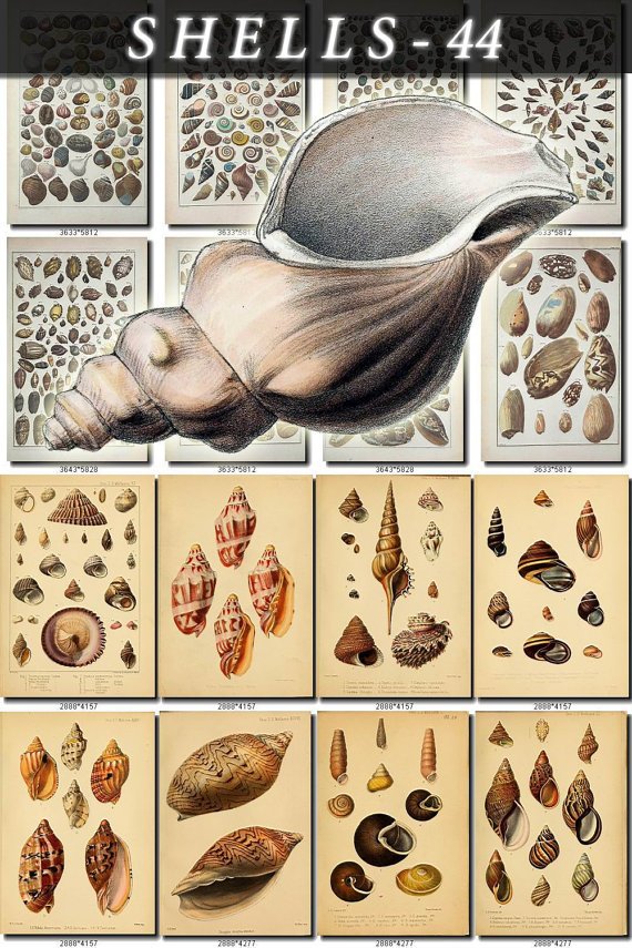 SHELLS-44 120 vintage print