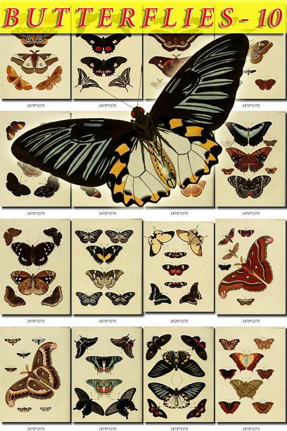 BUTTERFLIES-10 228 vintage print