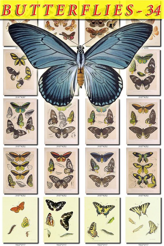 BUTTERFLIES-34 108 vintage print