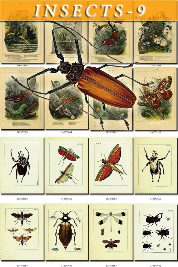 INSECTS-9 206 vintage print
