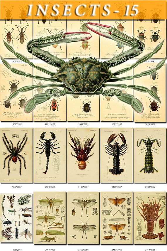 INSECTS-15-b3 291 vintage print