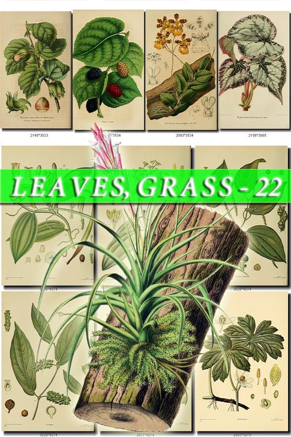 LEAVES GRASS-22 208 vintage print