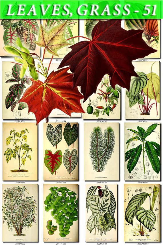 LEAVES GRASS-51 227 vintage print