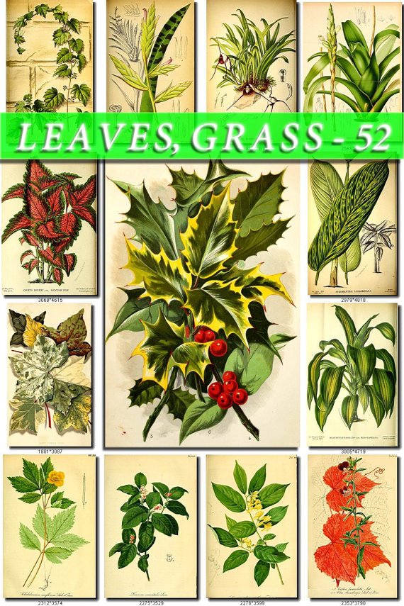 LEAVES GRASS-52 229 vintage print