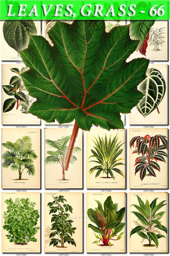 LEAVES GRASS-66 125 vintage print