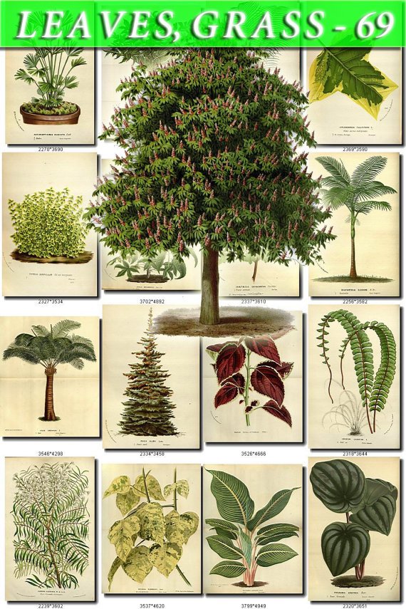 LEAVES GRASS-69 311 vintage print