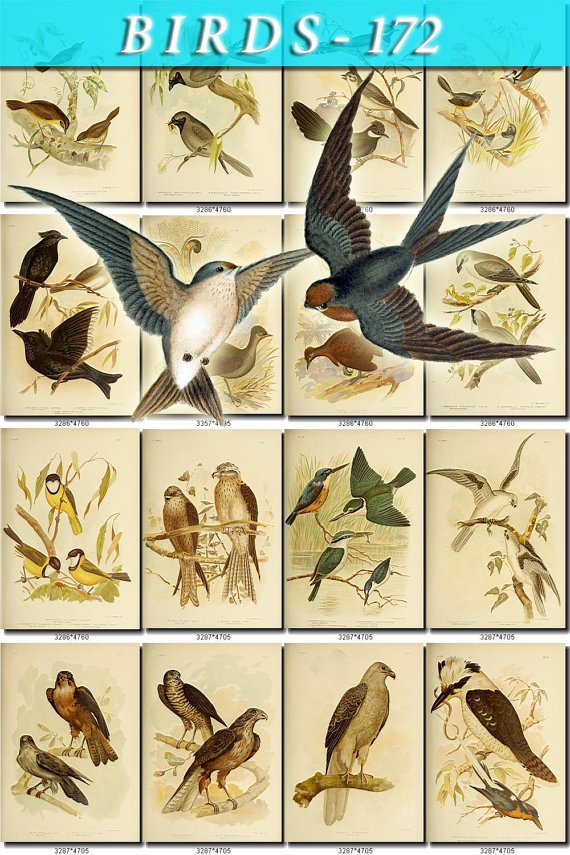 BIRDS-172 95 vintage print