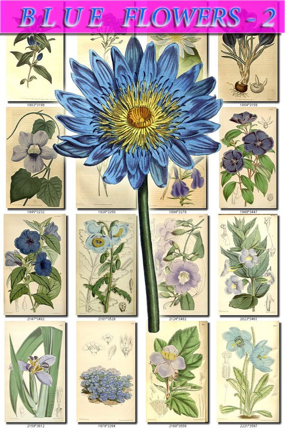 BLUE-2 FLOWERS 240 vintage print