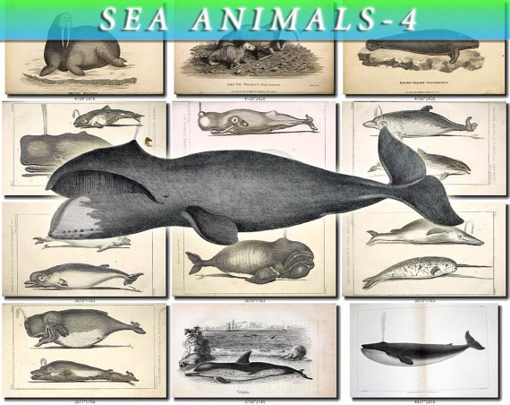 SEA ANIMALS-4-bw 164 vintage print