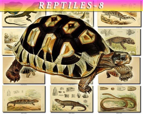 REPTILES & AMPHIBIAS-8-b2 138 vintage print