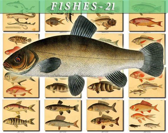 FISHES-21-b2 238 vintage print