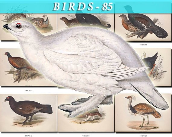 BIRDS-85 103 vintage print