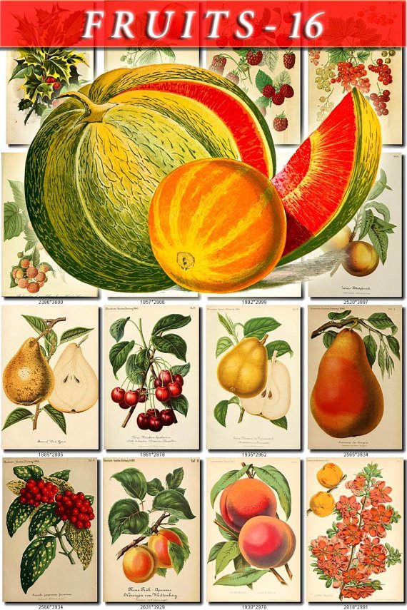FRUITS VEGETABLES-16 52 vintage print