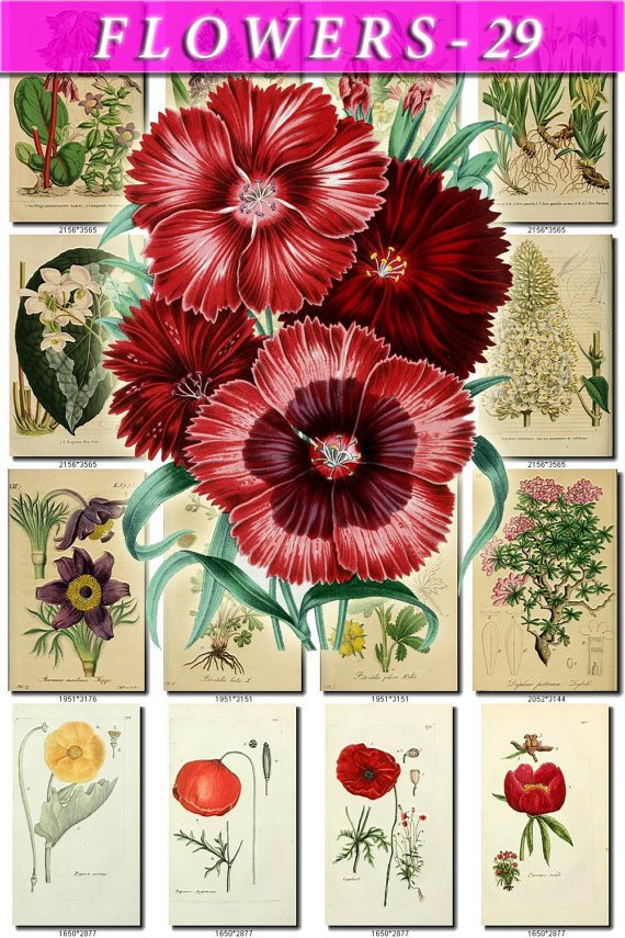 FLOWERS-29 66 vintage print