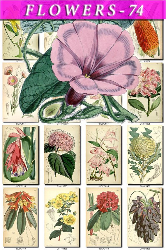 FLOWERS-74 200 vintage print