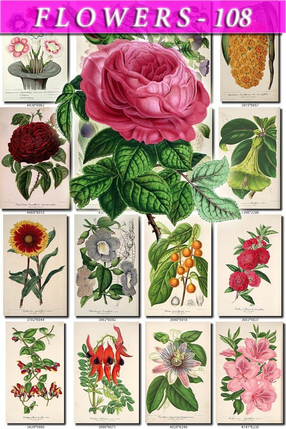 FLOWERS-108 250 vintage print