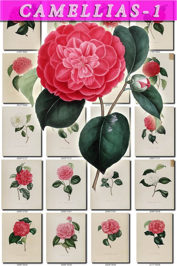 CAMELLIAS-1 flowers 101 vintage print