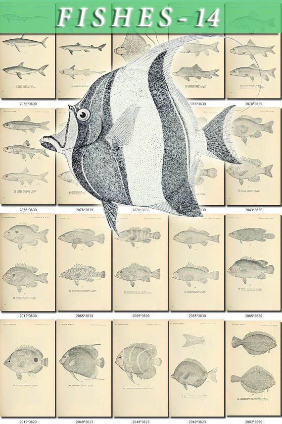 FISHES-14-bw 392 black-, -white vintage print