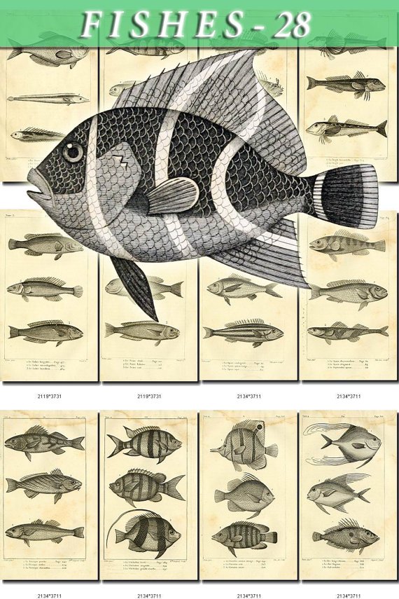 FISHES-28-bw 112 vintage print