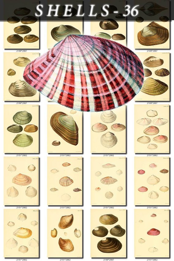 SHELLS-36 123 vintage print