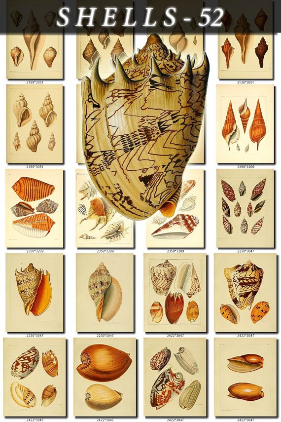 SHELLS-52 248 vintage print