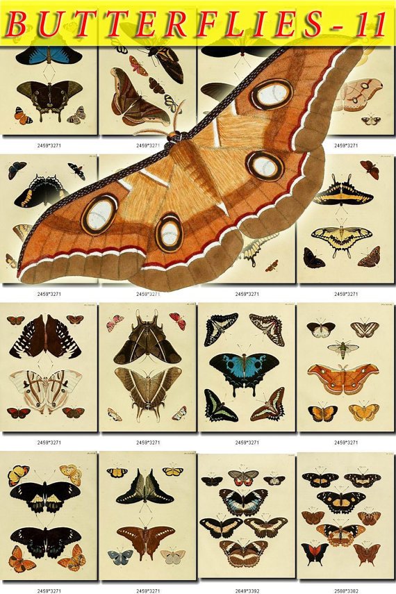 BUTTERFLIES-11 270 vintage print