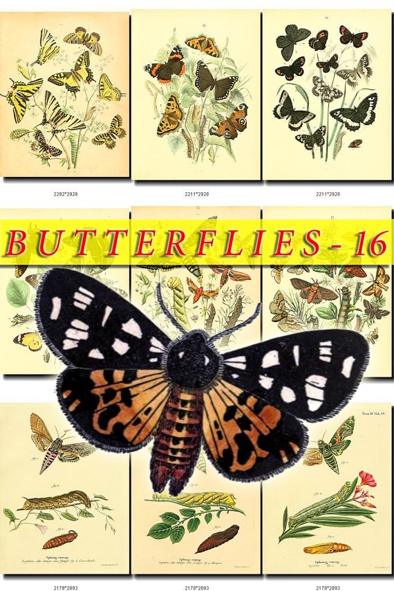 BUTTERFLIES-16-b4 199 vintage print