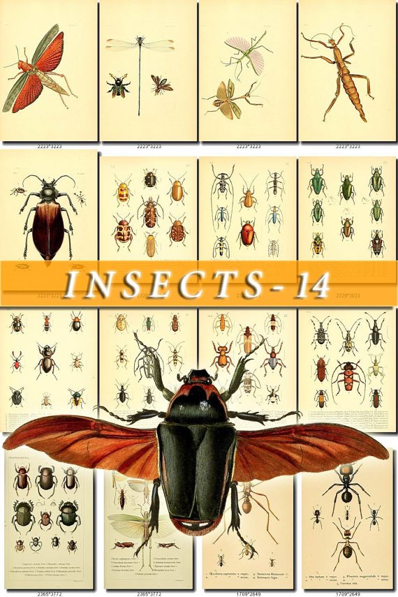 INSECTS-14-b2 386 vintage print