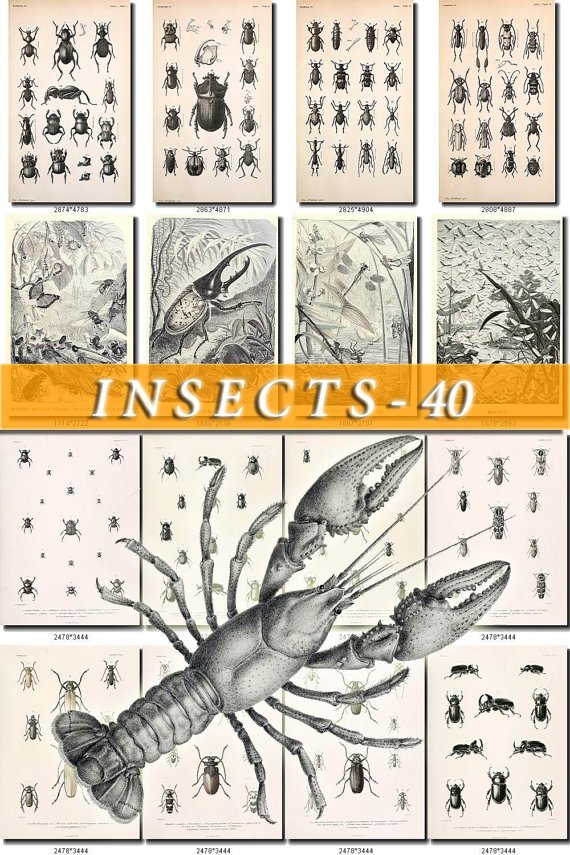 INSECTS-40-bw 187 vintage print