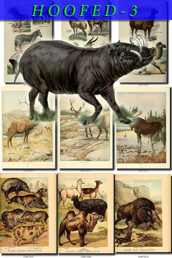 HOOFED UNGULATES-3 56 vintage print