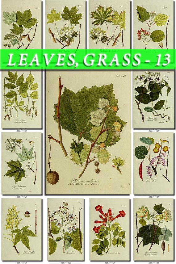 LEAVES GRASS-13 266 vintage print