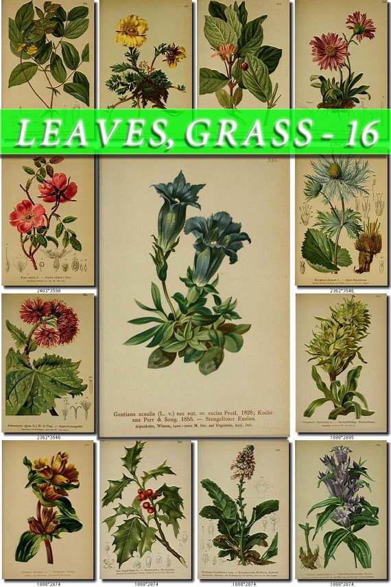 LEAVES GRASS-16 233 vintage print