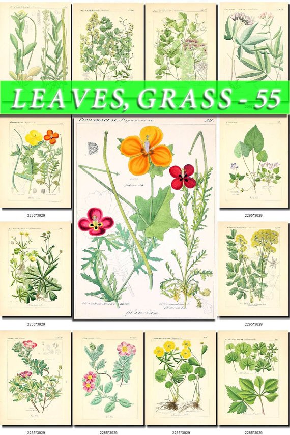 LEAVES GRASS-55 208 vintage print
