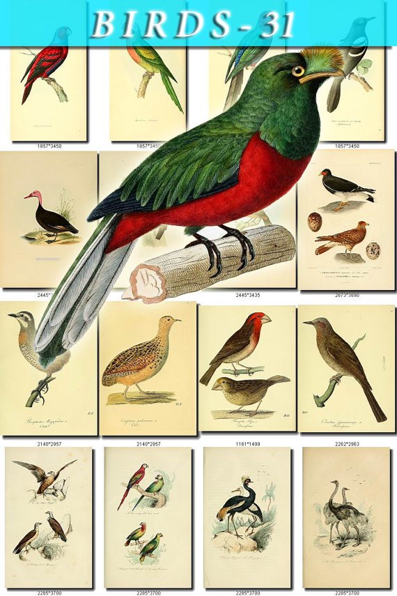 BIRDS-31 225 vintage print
