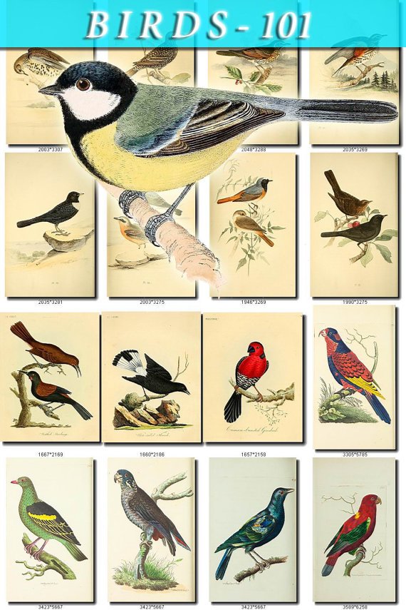 BIRDS-101 108 vintage print