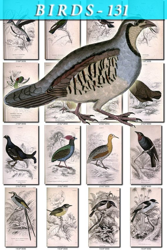 BIRDS-131 75 Hummingbirds Partridge Piha Grouse Tody Flycatcher vintage print