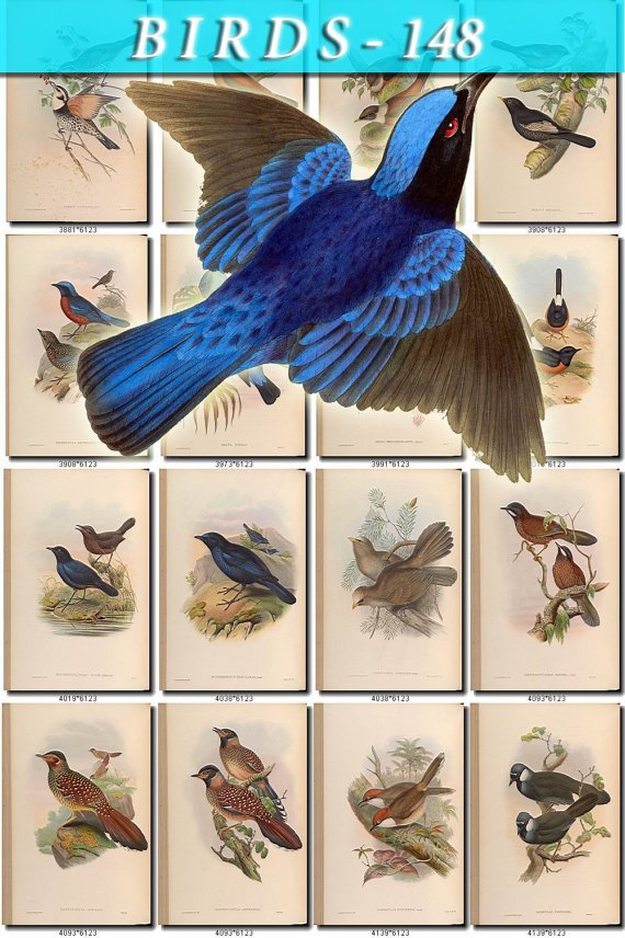 BIRDS-148 182 vintage print