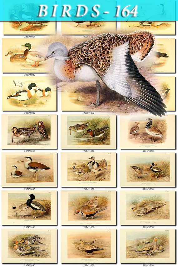 BIRDS-164 288 vintage print