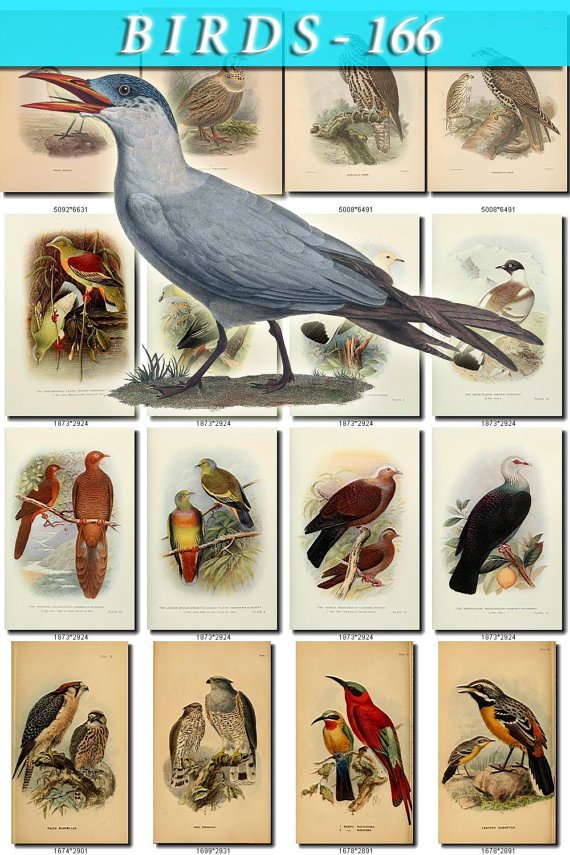 BIRDS-166 65 vintage print