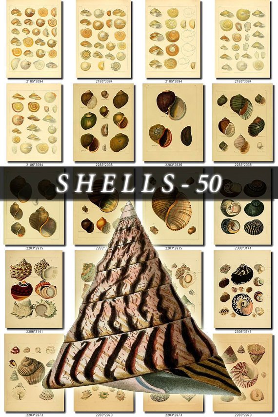 SHELLS-50 250 vintage print
