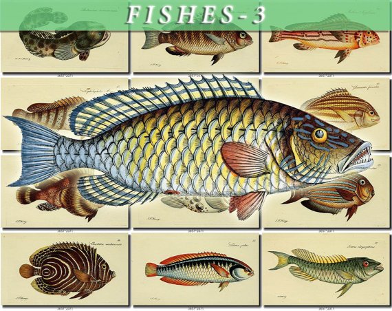 FISHES-3 90 vintage print