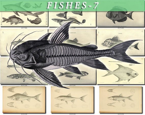 FISHES-7-bw 223 black-, -white vintage print