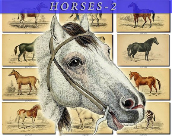 HORSES-2 69 vintage print
